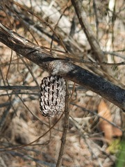 Allocasuarina portuensis