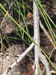 Allocasuarina portuensis