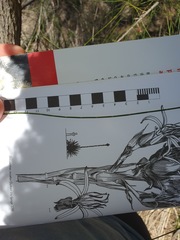 Allocasuarina portuensis