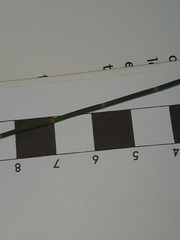 Allocasuarina portuensis