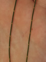 Allocasuarina portuensis