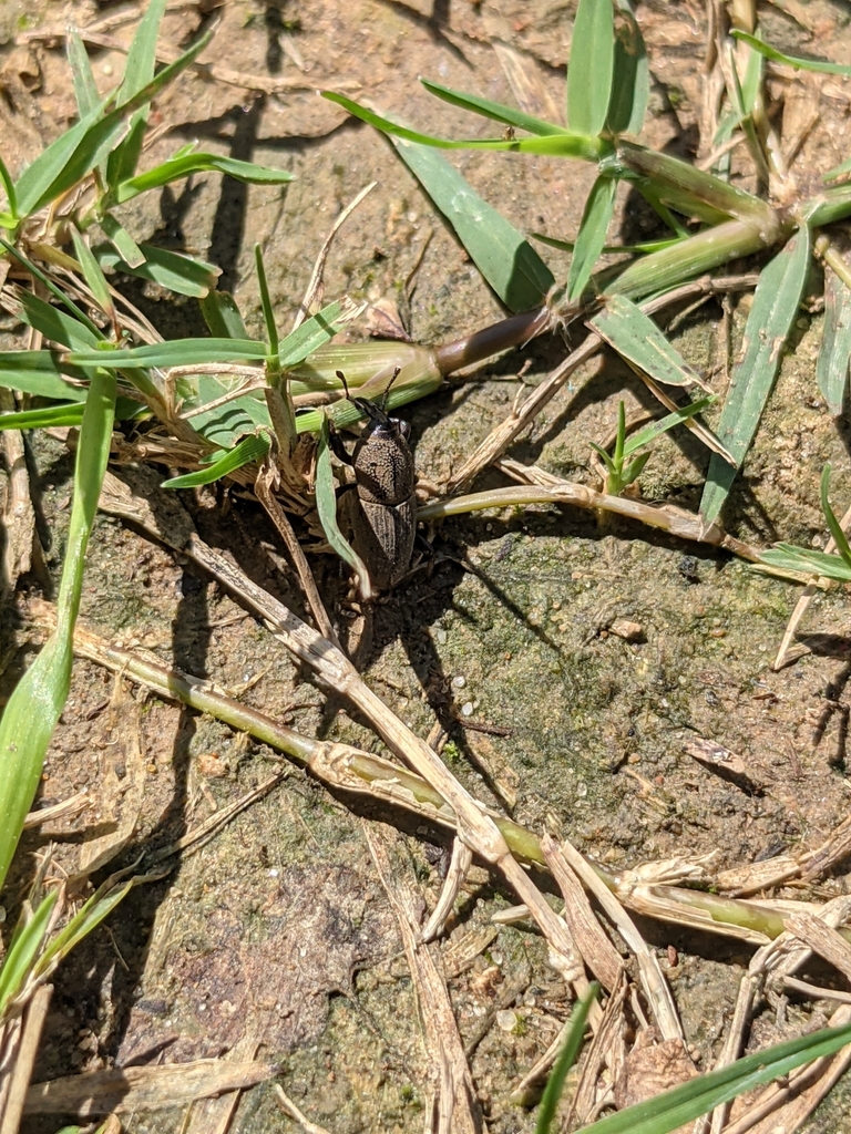 Sphenophorus coesifrons