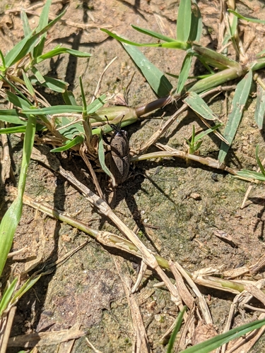 Sphenophorus coesifrons
