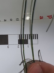 Allocasuarina portuensis