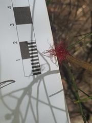 Allocasuarina portuensis