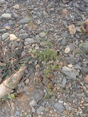 Sclerosciadium nodiflorum