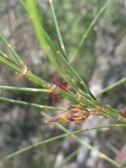 Allocasuarina portuensis