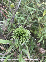 Rhopalomyia capitata