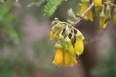 Sophora toromiro