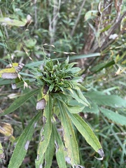 Rhopalomyia capitata