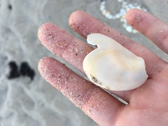 Crepidula fornicata image