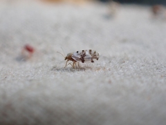 Euglyptoneura robusta