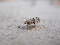 Euglyptoneura robusta