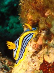 Chromodoris elisabethina