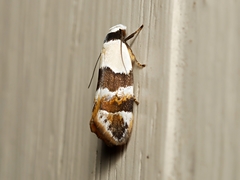 Euphiltra eroticella