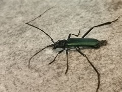 Pseudodeltaspis cyanea