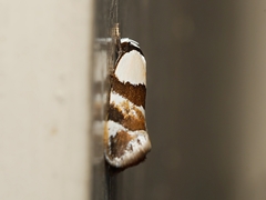 Euphiltra eroticella