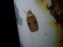 Agonopterix propinquella