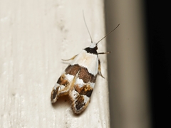 Euphiltra eroticella