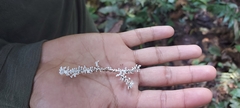 Brunneocorticium corynecarpon