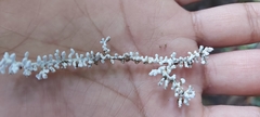 Brunneocorticium corynecarpon