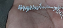 Brunneocorticium corynecarpon