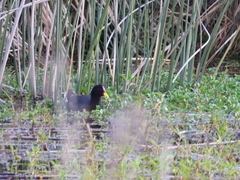 Fulica rufifrons