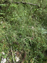 Muhlenbergia sylvatica