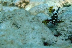 Epinephelus maculatus
