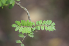 Sophora toromiro