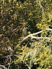 Nycticorax