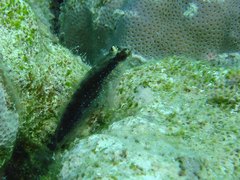 Asterropteryx semipunctata