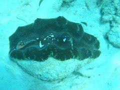 Tridacna derasa