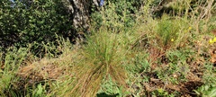 Juncus balticus ater