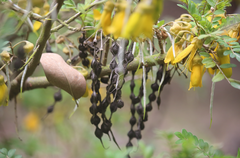 Sophora toromiro