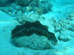 Tridacna derasa