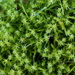 Square Gooseneck Moss - Photo (c) Udo Schmidt, some rights reserved (CC BY-SA)
