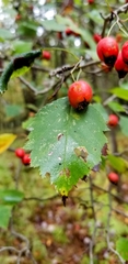 Crataegus submollis