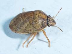 Sphyrocoris obliquus