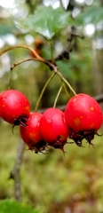 Crataegus submollis