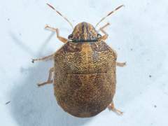 Sphyrocoris obliquus