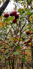 Crataegus submollis