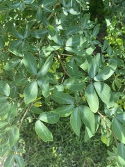 Pithecellobium dulce