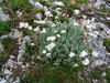 Silvery Yarrow - Photo (c) Nicholas Turland, some rights reserved (CC BY-NC-ND)