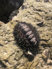 Acanthopleura spinosa