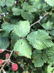 Rubus