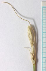 Carex vallicola