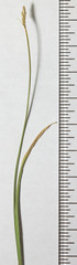 Carex vallicola