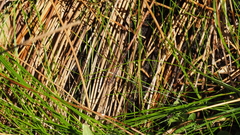 Juncus balticus ater