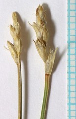 Carex vallicola